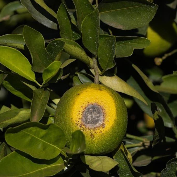 High orange juice prices may be on the table for a while due to disease and extreme weather